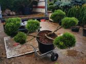 Kalninės pušis kalnapušes pušies bonsai Vilniuje - nuotraukos Nr. 14