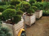 Kalninės pušis kalnapušes pušies bonsai Vilniuje - nuotraukos Nr. 15