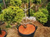 Kalninės pušis kalnapušes pušies bonsai Vilniuje - nuotraukos Nr. 16