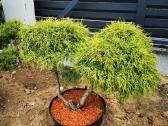 Kalninės pušis kalnapušes pušies bonsai Vilniuje - nuotraukos Nr. 17