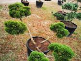 Kalninės pušis kalnapušes pušies bonsai Vilniuje - nuotraukos Nr. 18