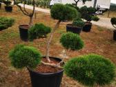 Kalninės pušis kalnapušes pušies bonsai Vilniuje - nuotraukos Nr. 19