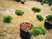 Kalninės pušis kalnapušes pušies bonsai Vilniuje - nuotraukos Nr. 20