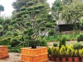 Kalninės pušis kalnapušes pušies bonsai Vilniuje - nuotraukos Nr. 21