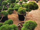 Kalninės pušis kalnapušes pušies bonsai Vilniuje - nuotraukos Nr. 22