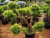 Kalninės pušis kalnapušes pušies bonsai Vilniuje - nuotraukos Nr. 23