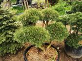 Kalninės pušis kalnapušes pušies bonsai Vilniuje - nuotraukos Nr. 24
