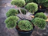 Kalninės pušis kalnapušes pušies bonsai Vilniuje - nuotraukos Nr. 26
