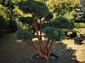 Kalninės pušis kalnapušes pušies bonsai Vilniuje - nuotraukos Nr. 27