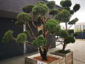 Kalninės pušis kalnapušes pušies bonsai Vilniuje - nuotraukos Nr. 28