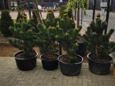 Kalninės pušis kalnapušes pušies bonsai Vilniuje - nuotraukos Nr. 29