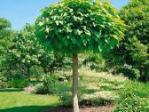 Katalpa paprastoji Catalpa bignonioides Nana - nuotraukos Nr. 3