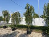 Katalpa paprastoji Catalpa bignonioides Nana - nuotraukos Nr. 4