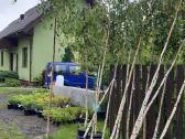 Katalpa paprastoji Catalpa bignonioides Nana - nuotraukos Nr. 8