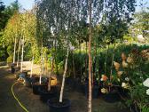 Katalpa paprastoji Catalpa bignonioides Nana - nuotraukos Nr. 10