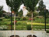 Katalpa paprastoji Catalpa bignonioides Nana - nuotraukos Nr. 11