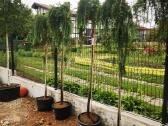 Katalpa paprastoji Catalpa bignonioides Nana - nuotraukos Nr. 14
