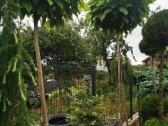 Katalpa paprastoji Catalpa bignonioides Nana - nuotraukos Nr. 6