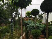 Katalpa paprastoji Catalpa bignonioides Nana - nuotraukos Nr. 17