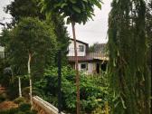 Katalpa paprastoji Catalpa bignonioides Nana - nuotraukos Nr. 18