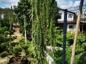 Katalpa paprastoji Catalpa bignonioides Nana - nuotraukos Nr. 19