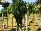 Katalpa paprastoji Catalpa bignonioides Nana - nuotraukos Nr. 2
