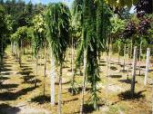 Katalpa paprastoji Catalpa bignonioides Nana - nuotraukos Nr. 21