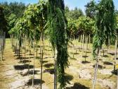 Katalpa paprastoji Catalpa bignonioides Nana - nuotraukos Nr. 12