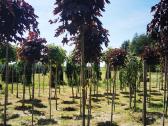 Katalpa paprastoji Catalpa bignonioides Nana - nuotraukos Nr. 22