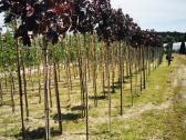 Katalpa paprastoji Catalpa bignonioides Nana - nuotraukos Nr. 24