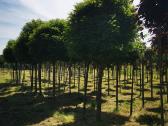 Katalpa paprastoji Catalpa bignonioides Nana - nuotraukos Nr. 7