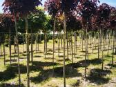 Katalpa paprastoji Catalpa bignonioides Nana - nuotraukos Nr. 5