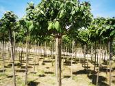 Katalpa paprastoji Catalpa bignonioides Nana - nuotraukos Nr. 25
