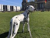 Dalmatinų veislynas Kedro Domino - vada 2027 - nuotraukos Nr. 20