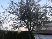 Medžių genėjimas , Gyvatvorės kirpimas,karpymas. - nuotraukos Nr. 13