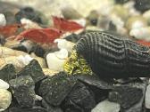 Tylomelania sp. Sulawesi(rabbit snail)