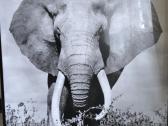 Paveikslai foto printai - nuotraukos Nr. 2