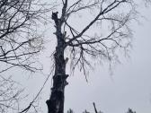 Medžių pjovimas-genėjimas-gyvatvorių karpymas - nuotraukos Nr. 3