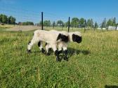 Juodnosės avys (Valais Blacknoses) - nuotraukos Nr. 5