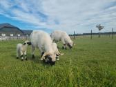 Juodnosės avys (Valais Blacknoses) - nuotraukos Nr. 7