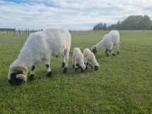 Juodnosės avys (Valais Blacknoses) - nuotraukos Nr. 8