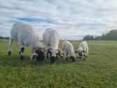 Juodnosės avys (Valais Blacknoses) - nuotraukos Nr. 9