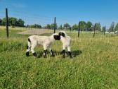 Juodnosės avys (Valais Blacknoses) - nuotraukos Nr. 10