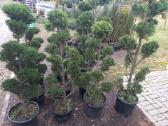 Pušies bonsai - nuotraukos Nr. 12