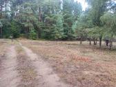 Medžių pjovimas,genėjimas,apleistų sklypų, šakų - nuotraukos Nr. 4