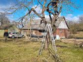 Medžių pjovimas-genėjimas-gyvatvorių karpymas - nuotraukos Nr. 35
