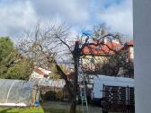 Medžių pjovimas-genėjimas-gyvatvorių karpymas - nuotraukos Nr. 36