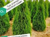 Skiepiti klevai, catalpos Nana, beržai - nuotraukos Nr. 10