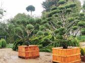 Formuotos kalninės pušys bonsai Tujos Vilniuje - nuotraukos Nr. 6