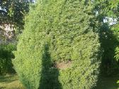 Medžių genėjimas , Gyvatvorės kirpimas,karpymas. - nuotraukos Nr. 11